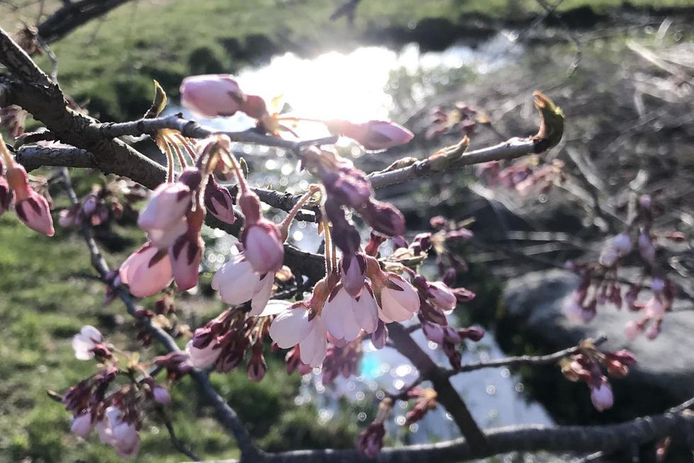Spring blooms in the Alexandra botanic gardens.