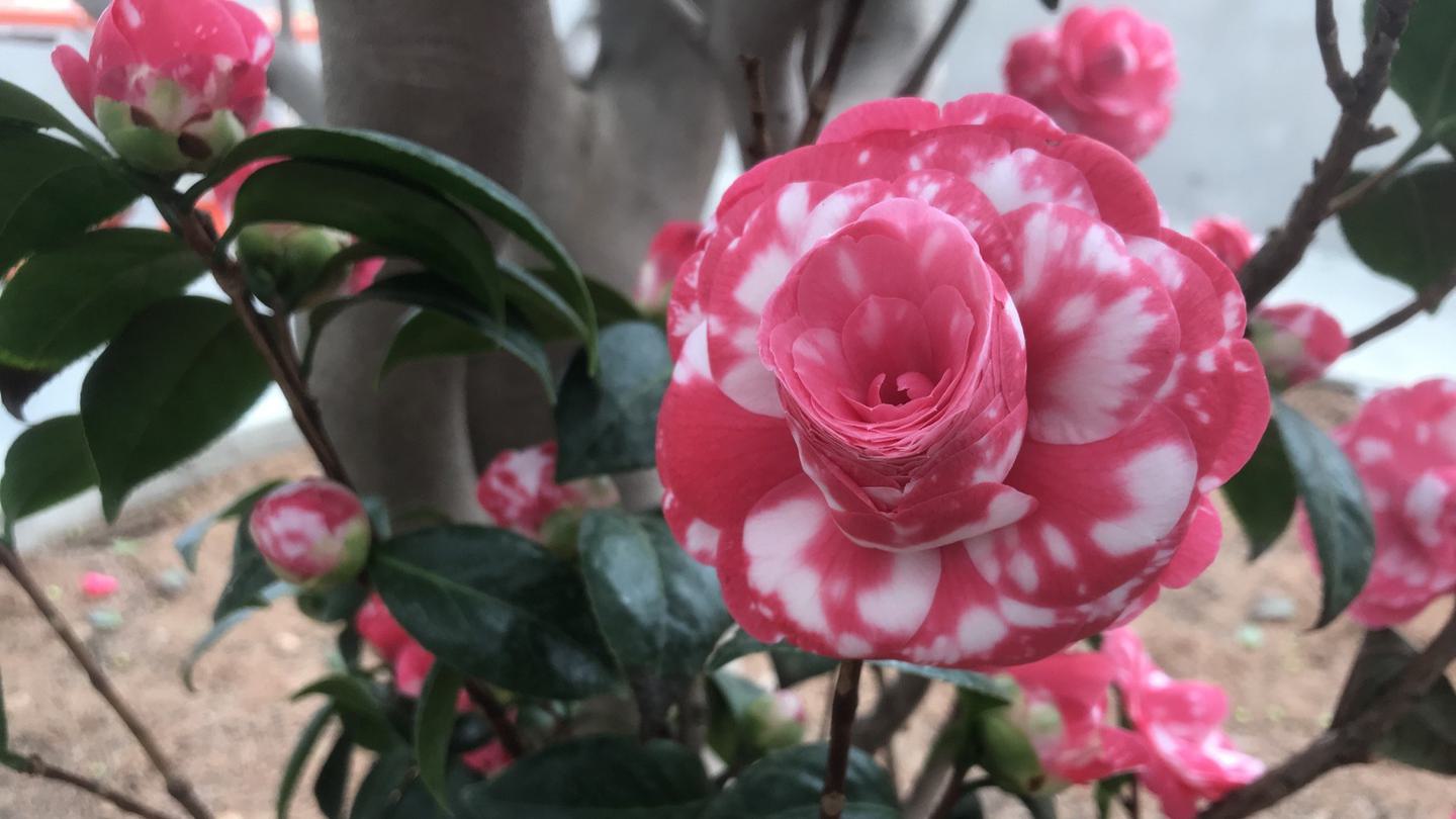 Durant Camellia blooms in Global Flora