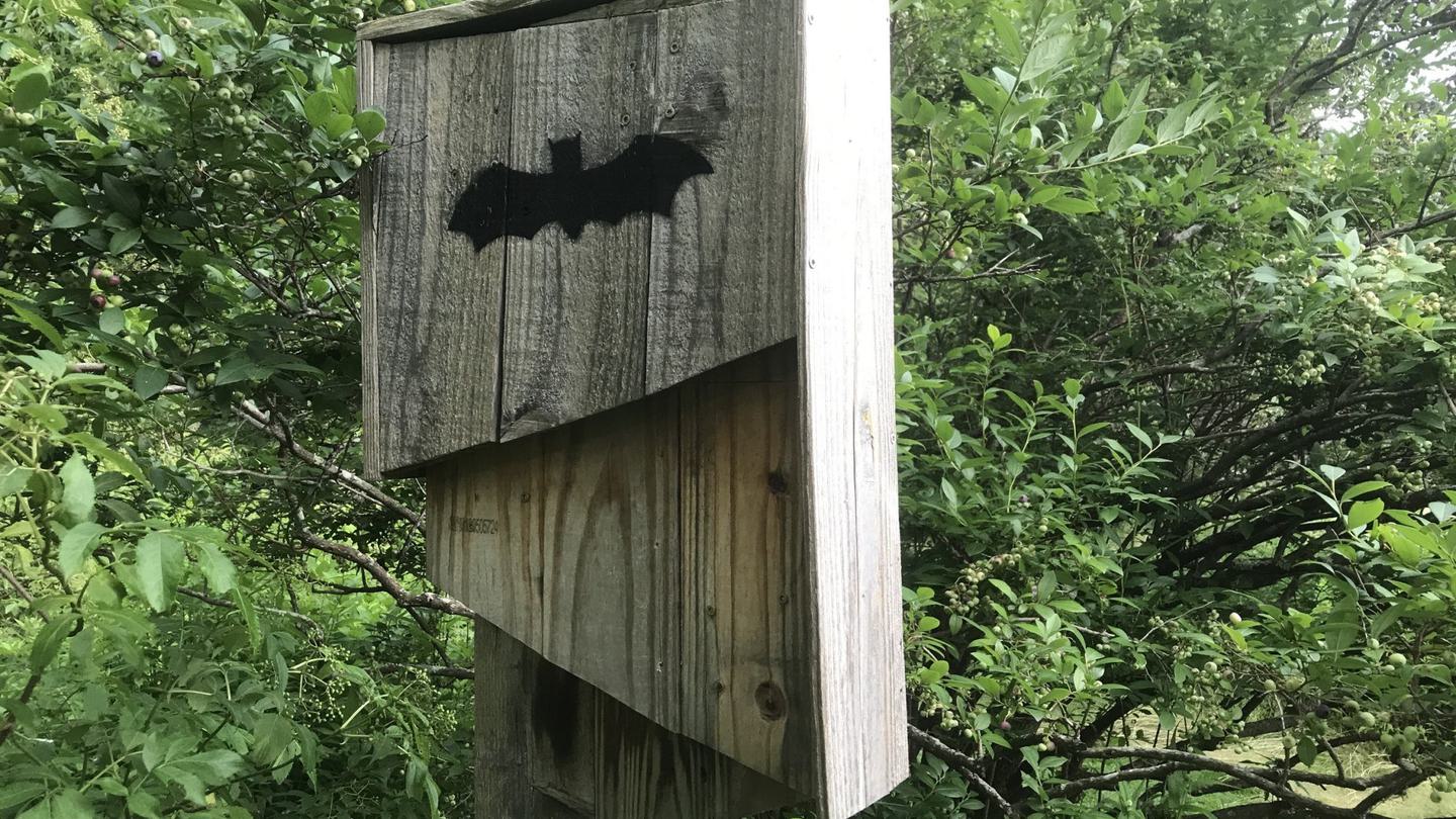 Bat box in the outdoor gardens