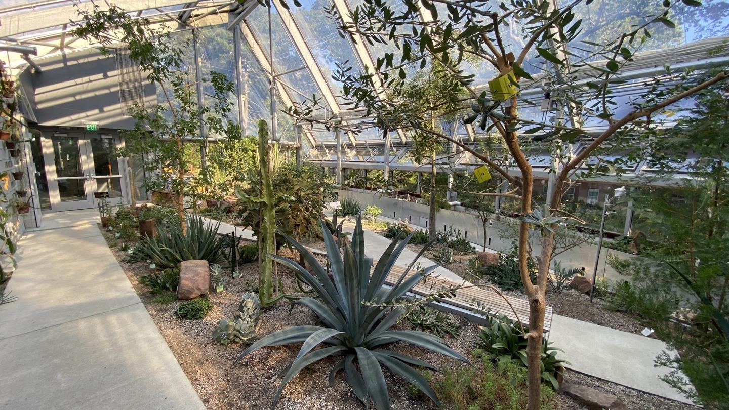 Desert climate plants in the Dry Biome
