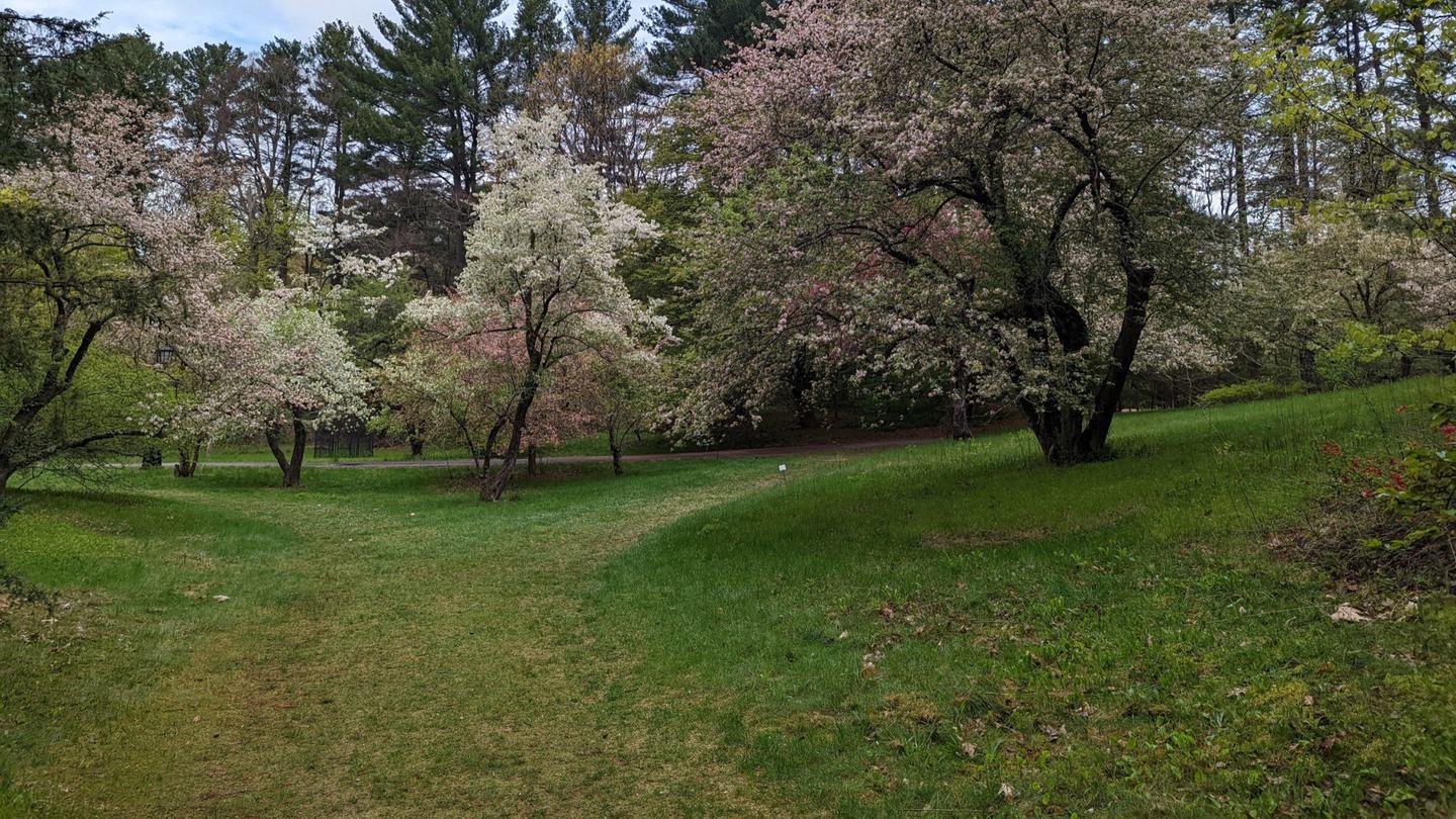 Crabapples bloom at the Arboretum entrance;  Spring blooms in the Arboretum