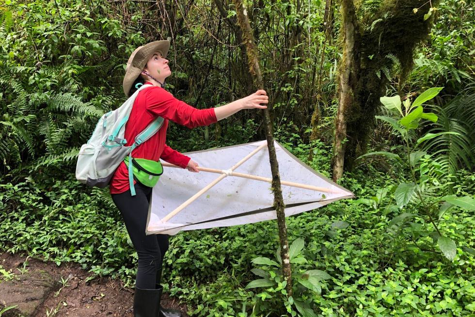 Gabriella Karcz ’25 collects weevils from a tree in Galápagos.