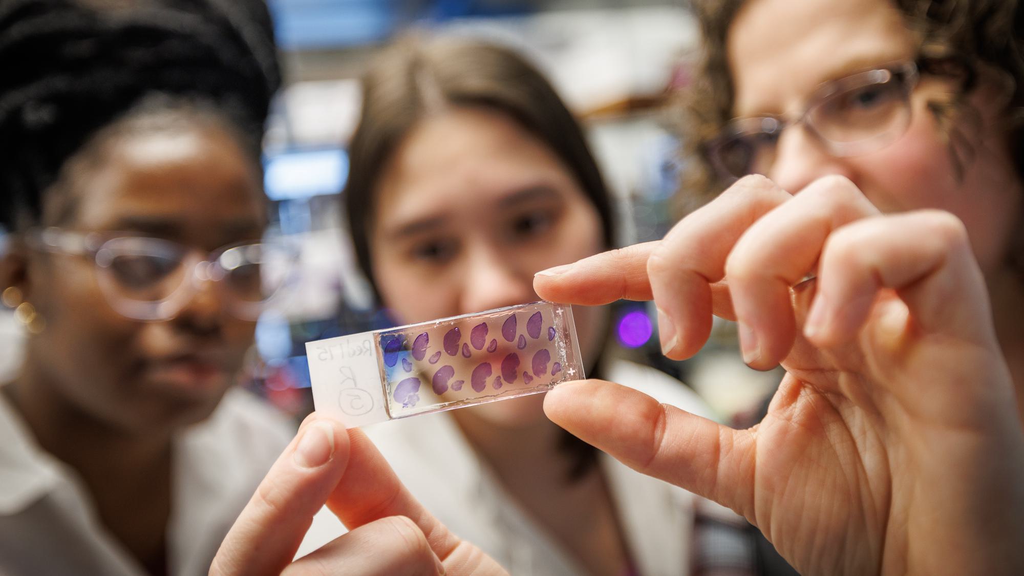 Two students and a professor examine a glass slide