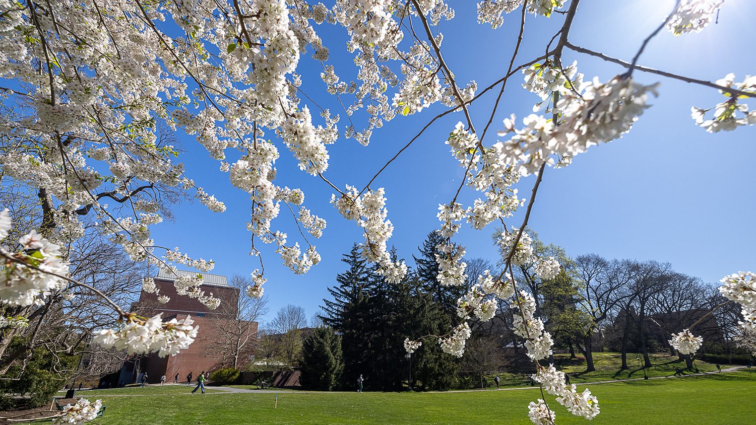 Spring flowers hang from tree limbs in the foreground with campus buildings in the background.