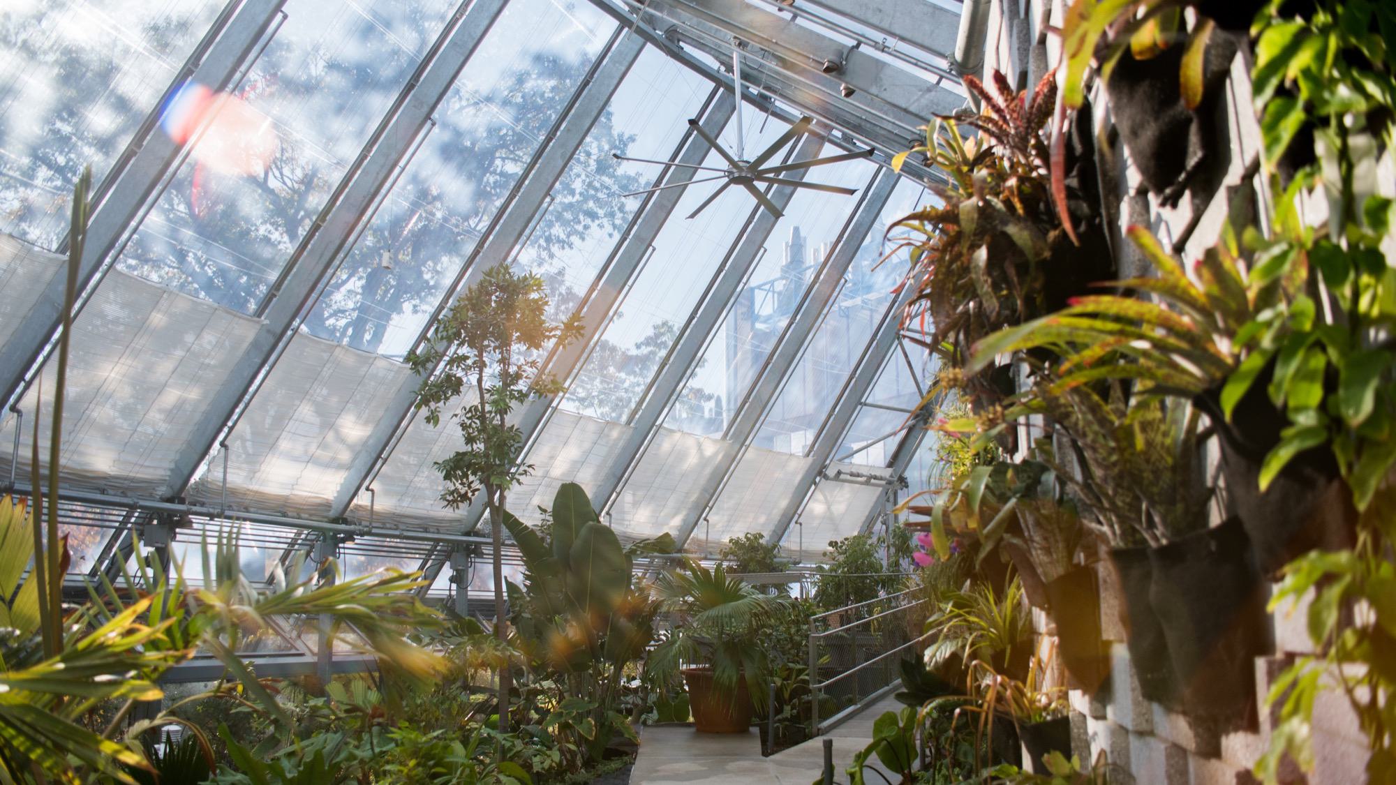 The Global Flora greenhouse with plants on the floors and walls as sunlight streams in.