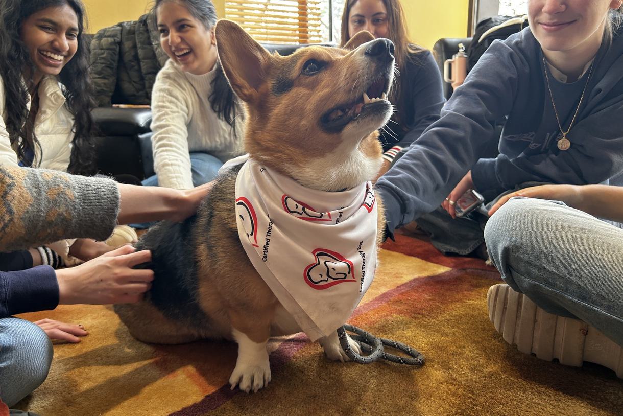 Students sit on the ground and pet a Corgi therapy dog.