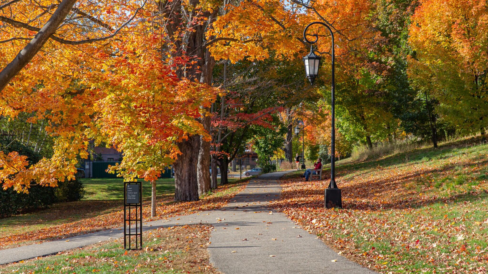 Fall foliage
