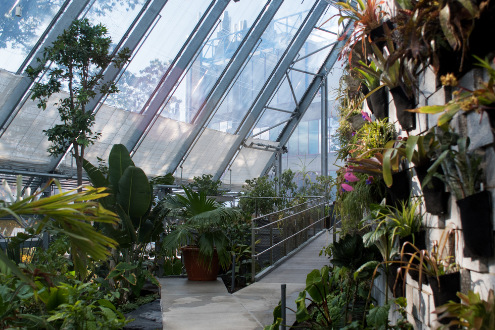 Interior shot of the Global Flora at Wellesley, with plants surrounding a walkway and climbing a tall wall underneath a glass ceiling.