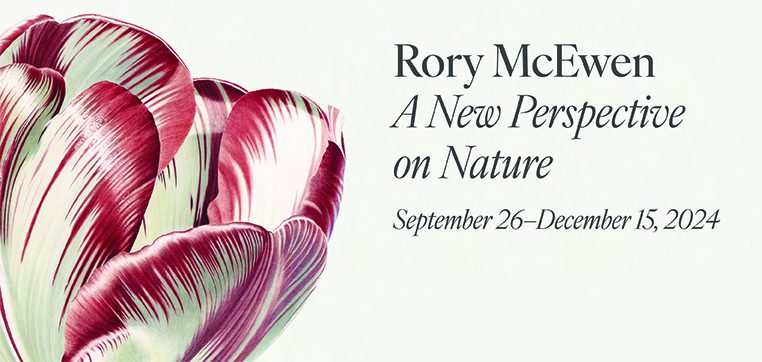 Rory McEwen, Tulip 'Julia Farnese' rose feather, 1976, Watercolour on vellum, ©Estate of Rory McEwen