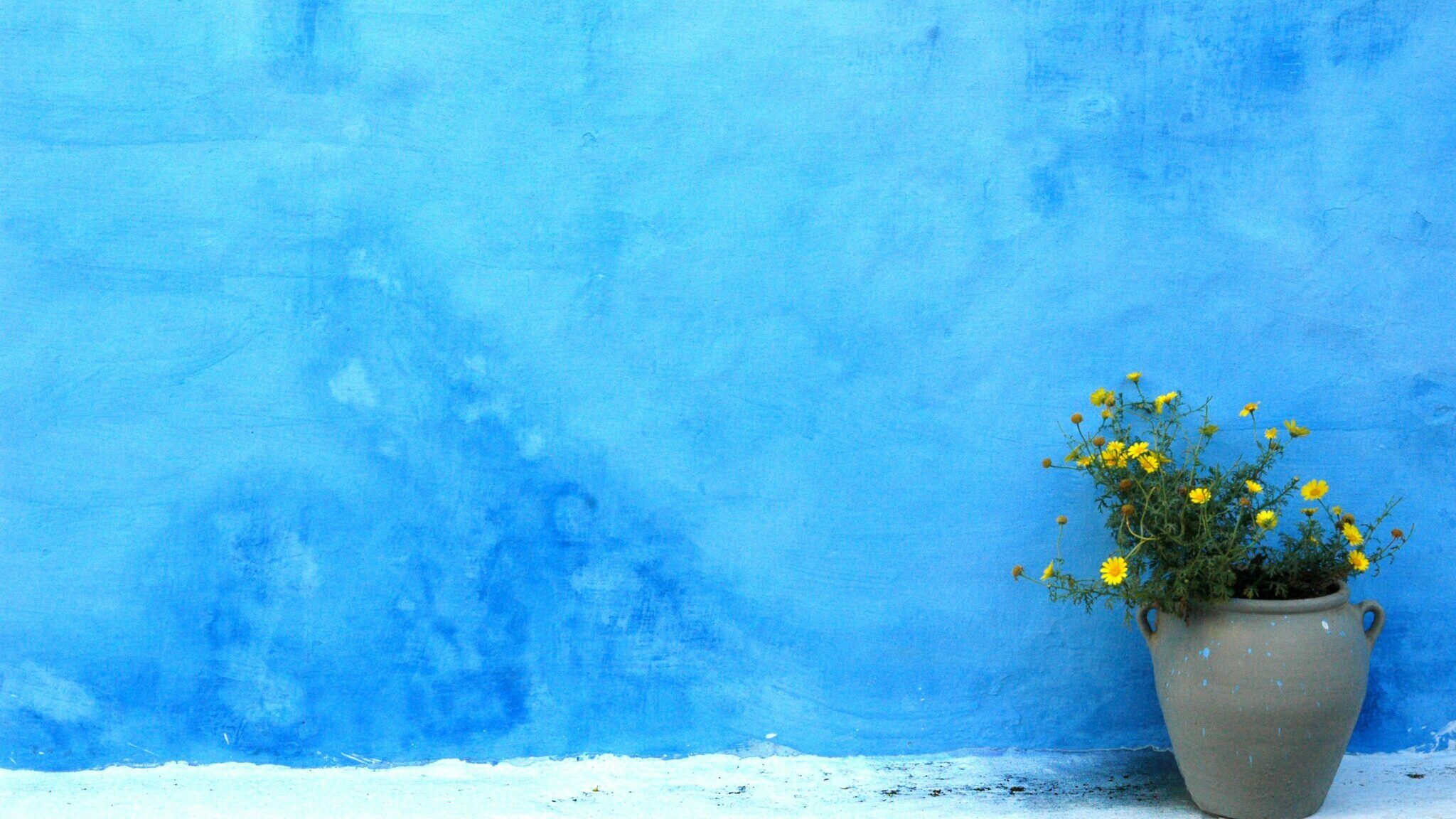 Yellow flowers in ceramic urn in front of blue wall