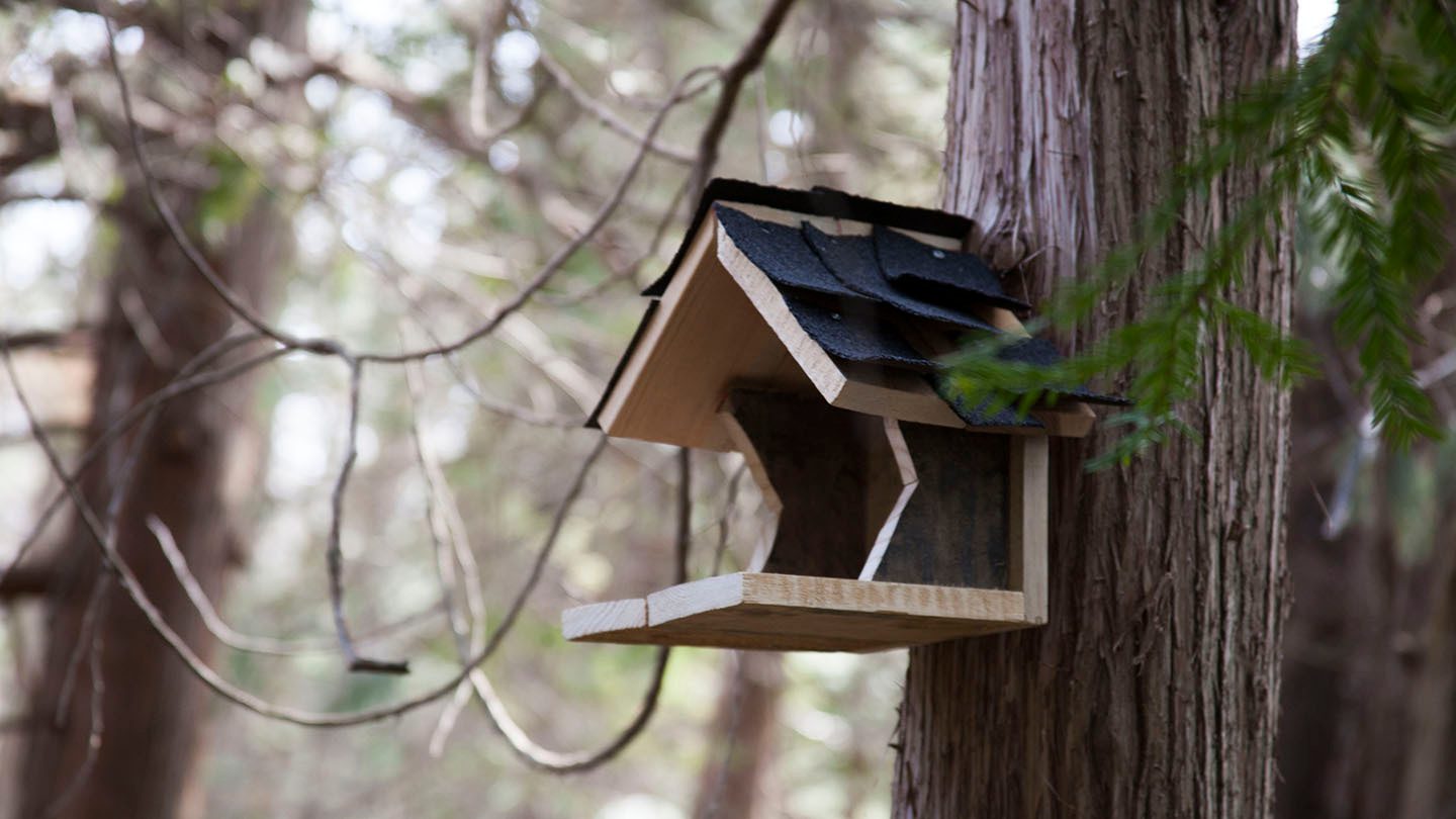 wood bird house with tarpaper roof attached to a tree trunk