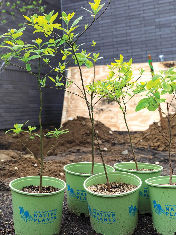 Potted native plants