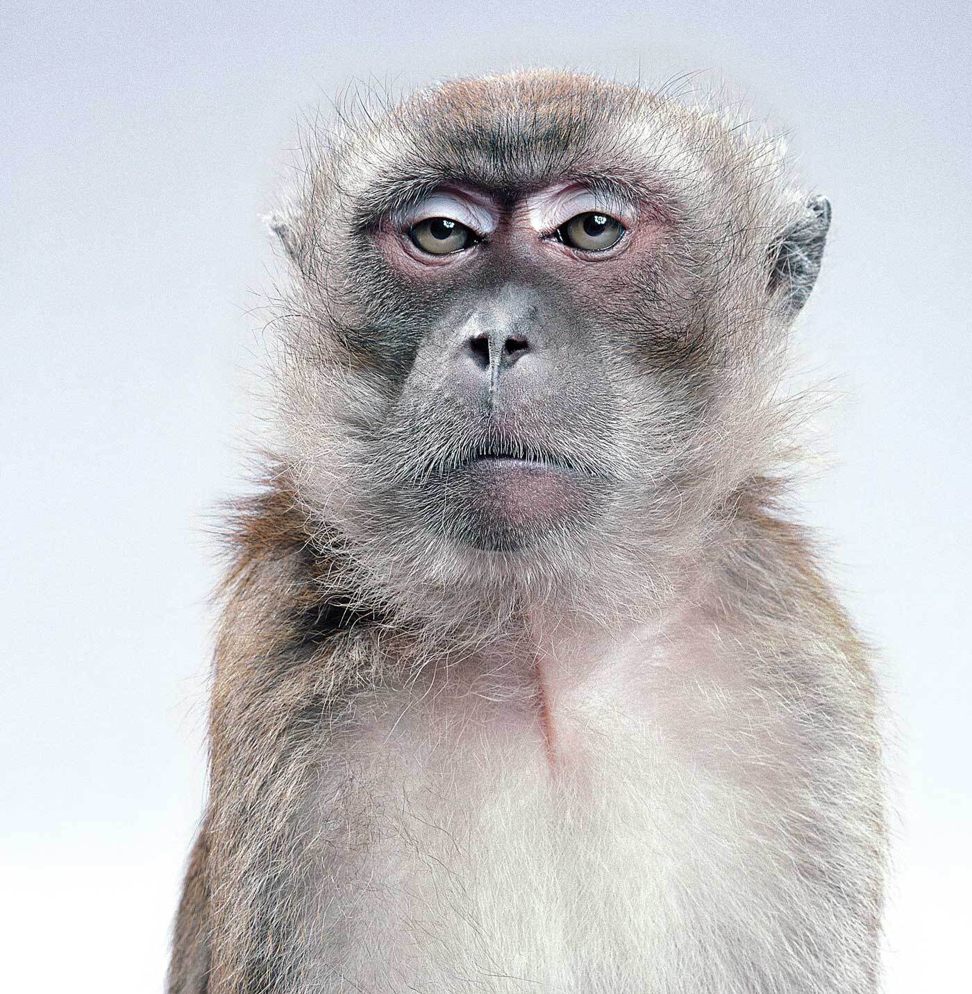 A photo portrait of a long-tailed macaque with its eyes half closed