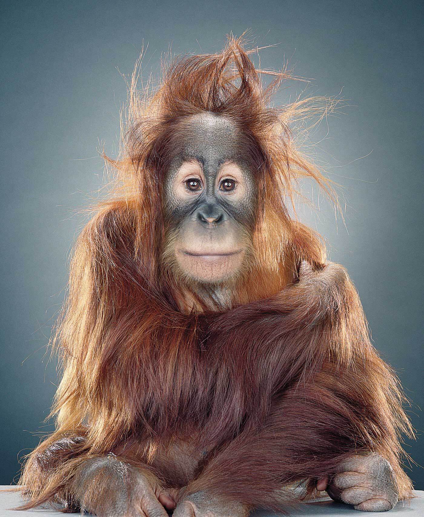 Portrait of an orangutan with the fur on its head sticking straight up