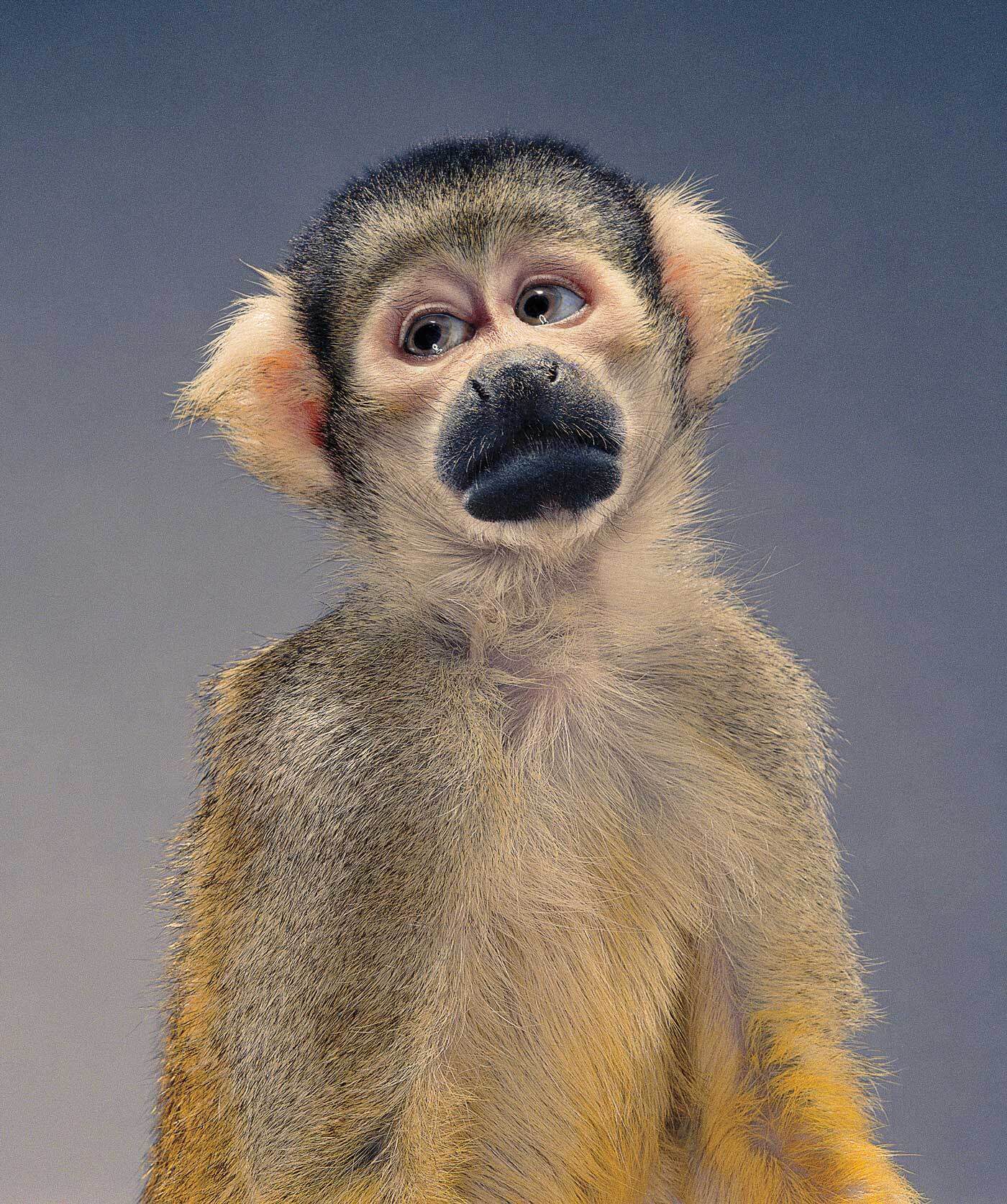Photo portrait of a squirrel monkey looking to the left