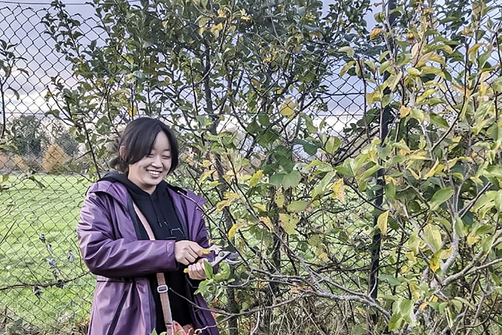 Annie Zhang trims a branch from a tree.
