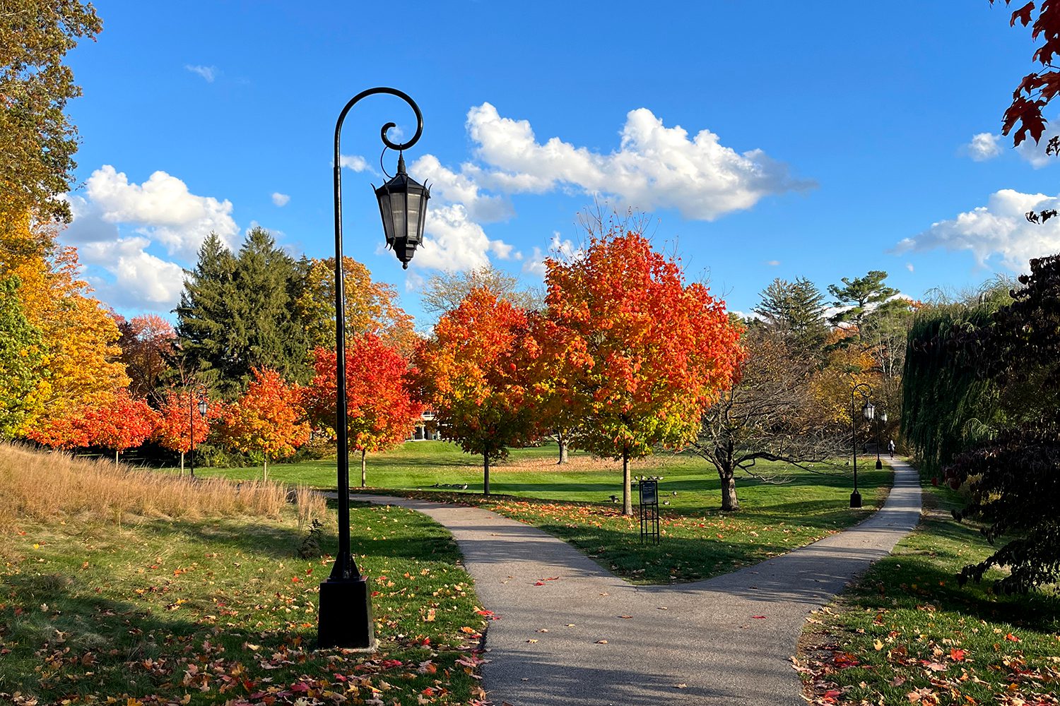 A row of trees with leaves changing to orange recedes into the horizon. In the foreground is a Wellesley lamp.