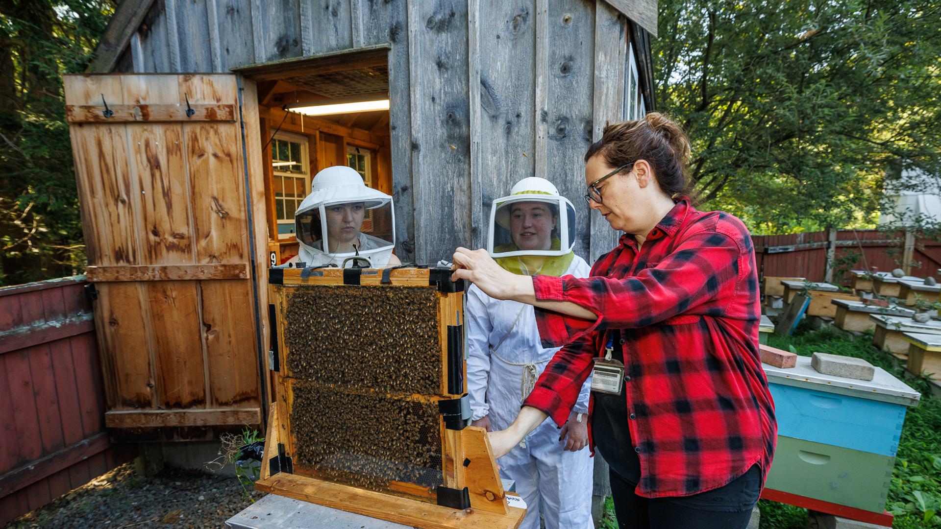 Two students wearing white bee suits and a professor examine bees in a hive.