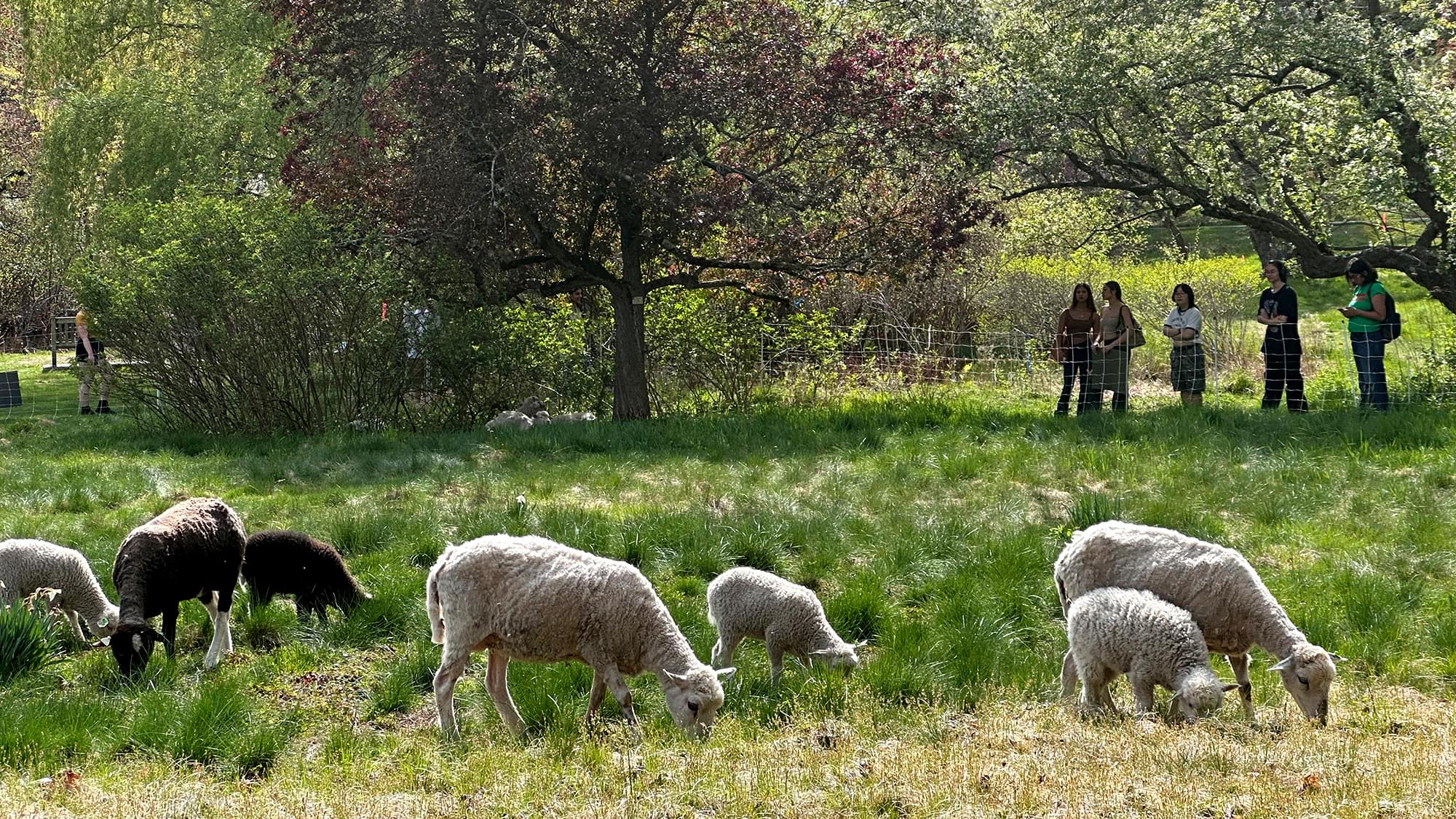 Sheep graze on campus while students watch.