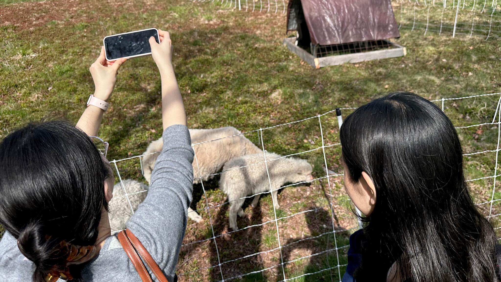 One student reaches her phone out to take a photo of the sheep while another looks on.