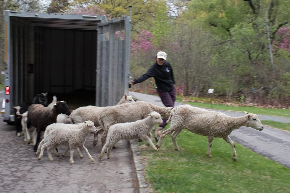 Sheep leap towards the street as they are released on campus.