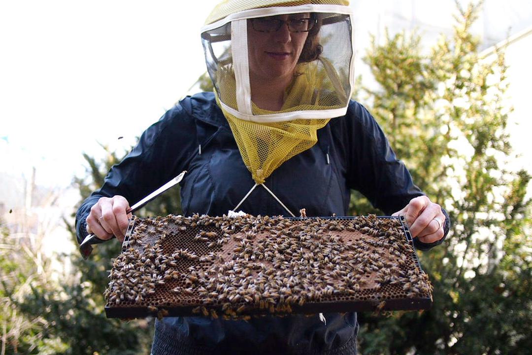 Associate professor of biological science Heather Mattila examines a group of bees.
