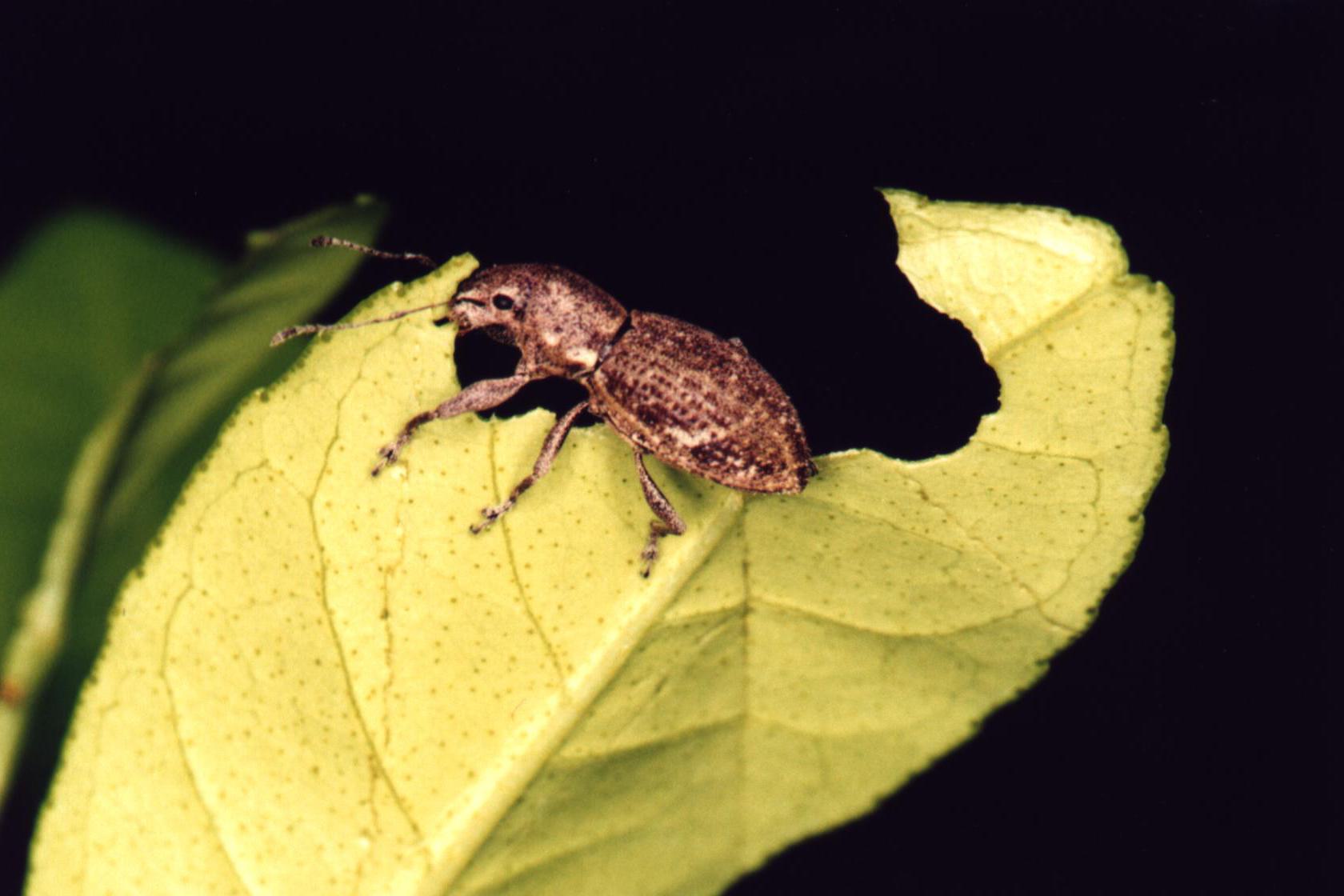 A Naupactus cervinus weevil is seen eating a leaf.
