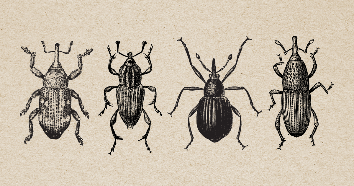 Weevil Evolution Wellesley - Life Finds a Way: Asexual Weevils Know How to Adapt