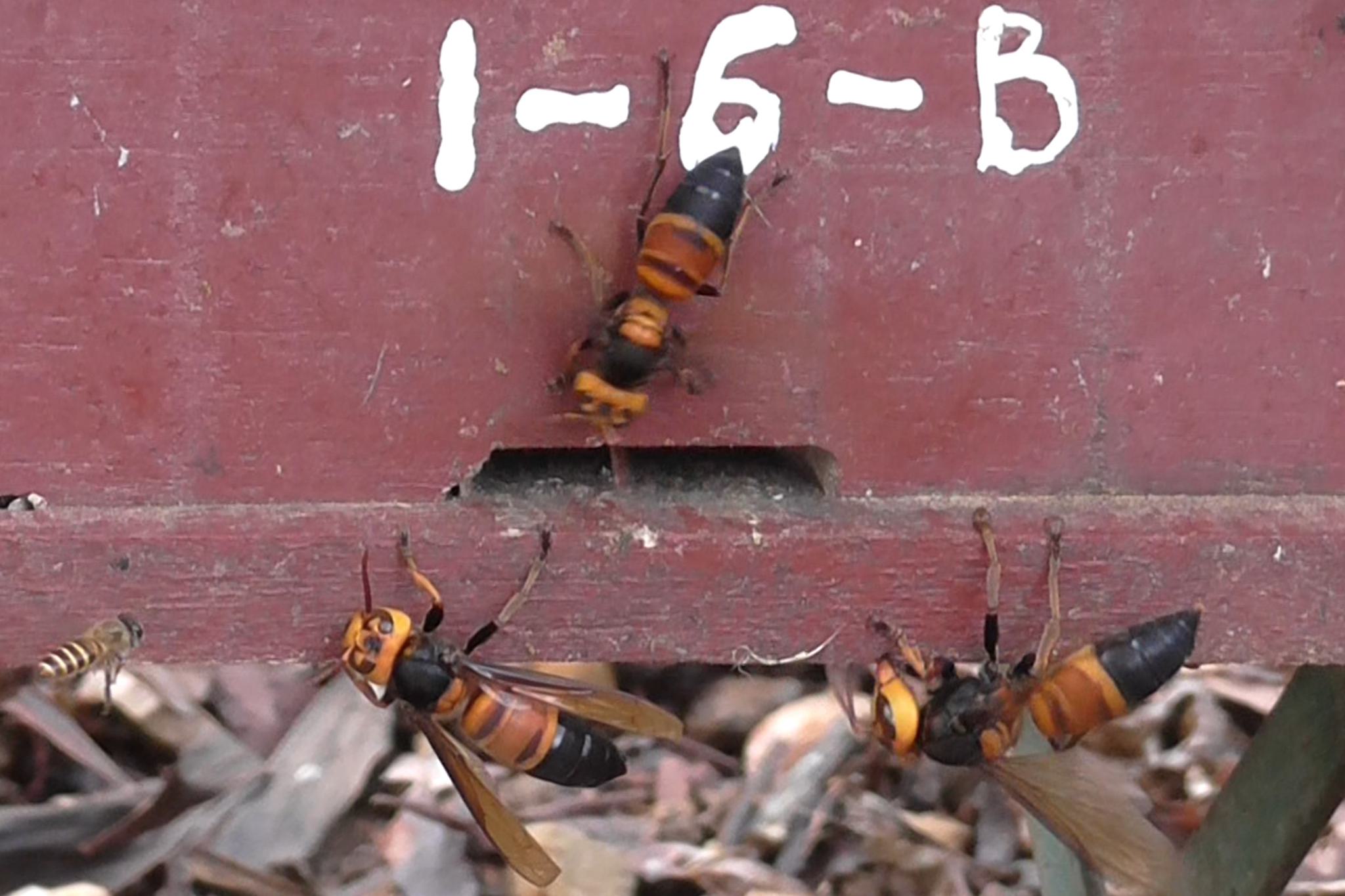 Giant hornets attack a honey bee hive as a group in Vietnam.