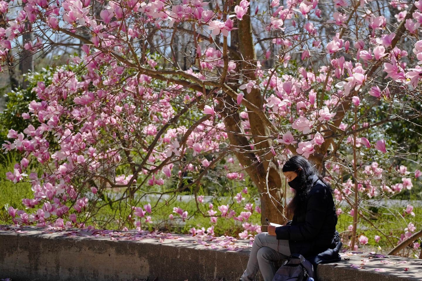 A student sits under a tree with pink flowers and writes in her notebook.