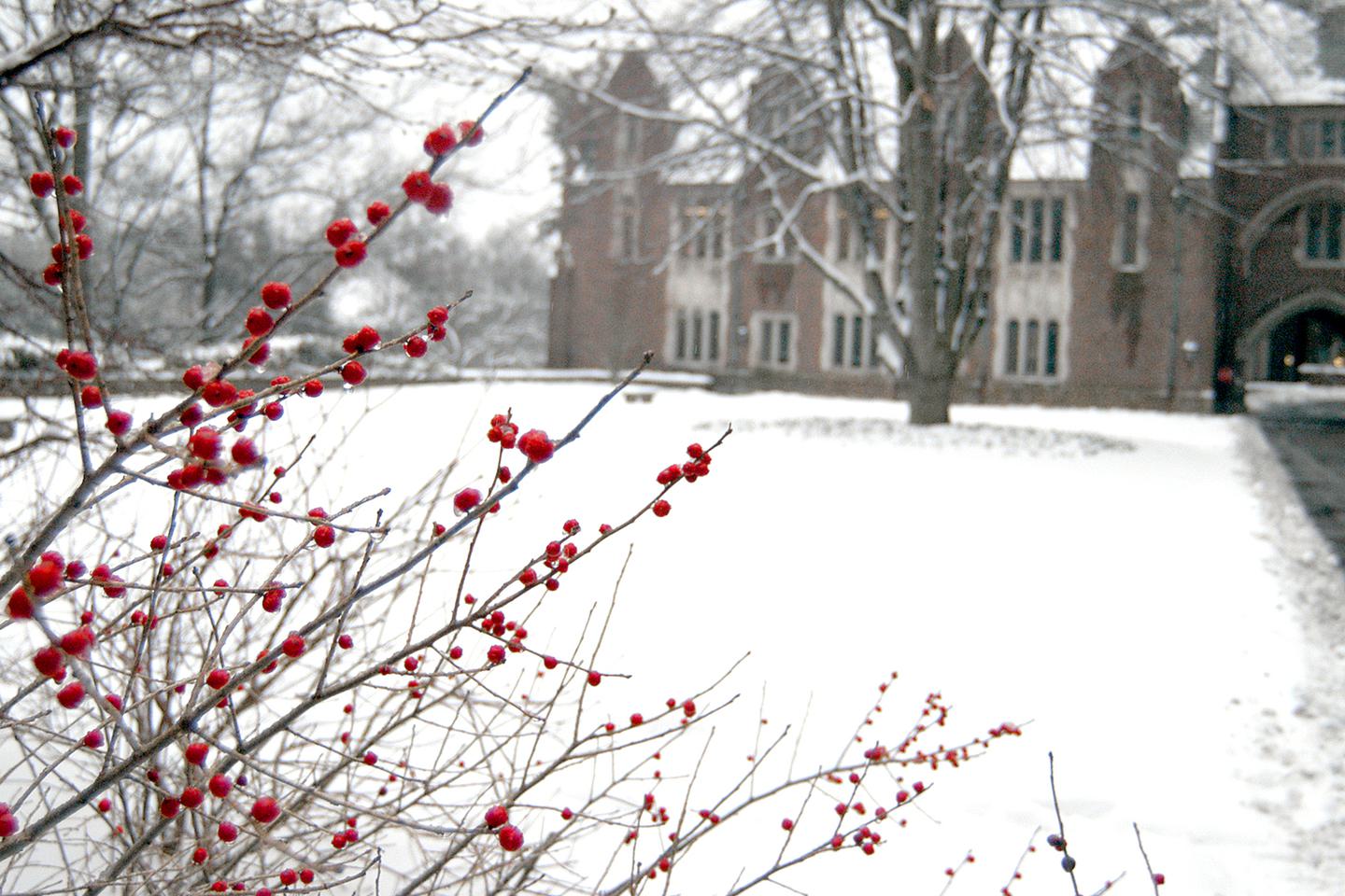 A winter photo of campus with winter berries in the foreground.