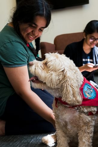 A Wellesley College student kneels, petting a certified service dog during a Paws for Wellness study break
