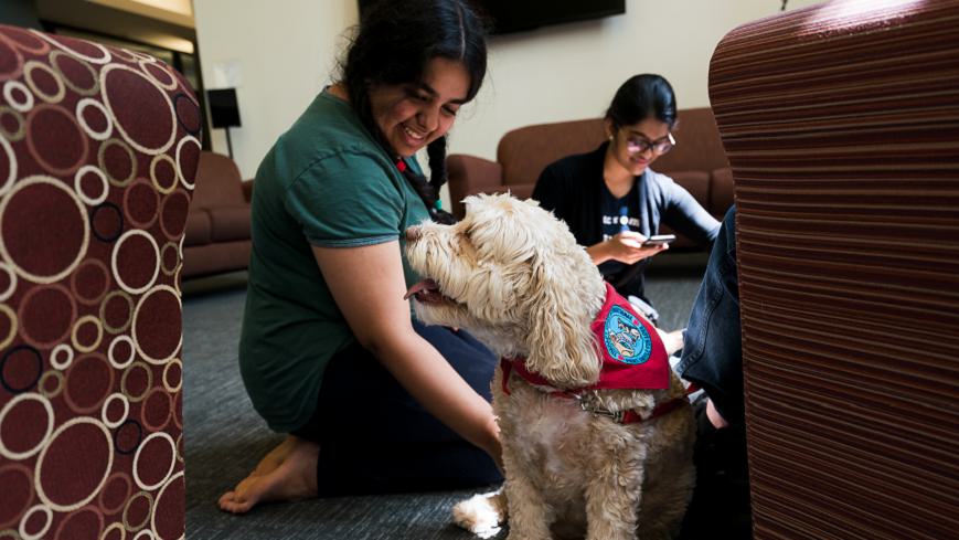 A Wellesley College student kneels, petting a certified service dog during a Paws for Wellness study break